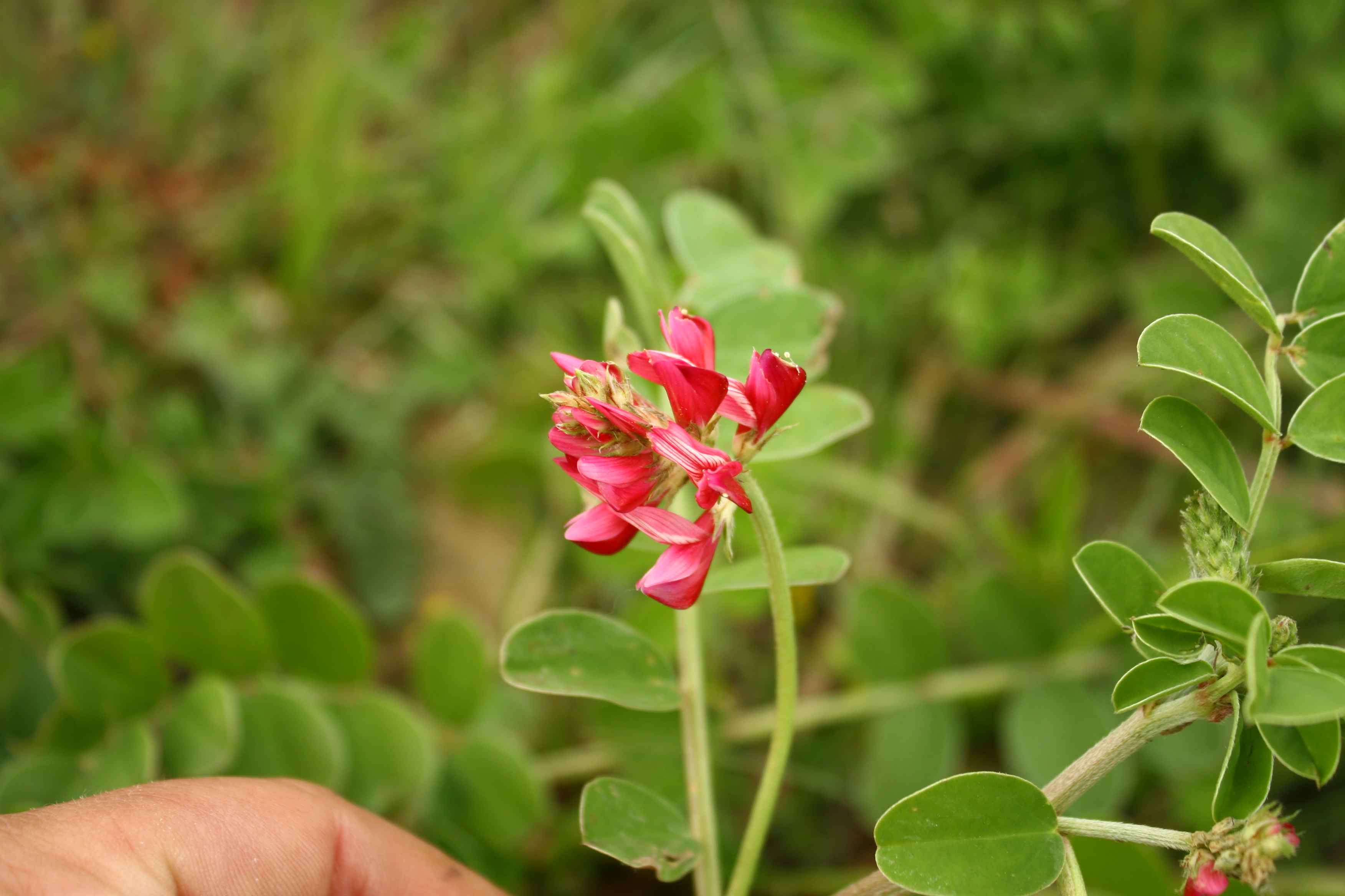 Sulla coronaria (=Hedysarum coronarium)